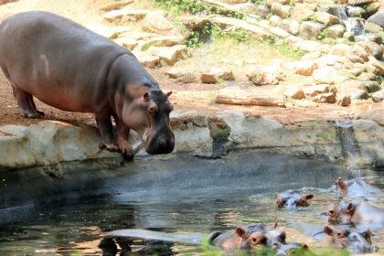 Various animals reside in their natural habitat in Trivandrum Zoo including the hippopotamus.