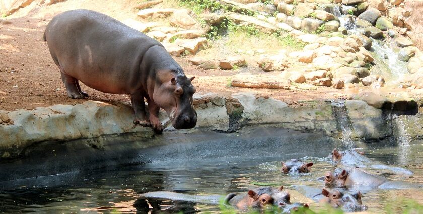 Various animals reside in their natural habitat in Trivandrum Zoo including the hippopotamus.