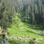 Hirpora Wildlife Sanctuary is filled with lush green forests and scenic meadows