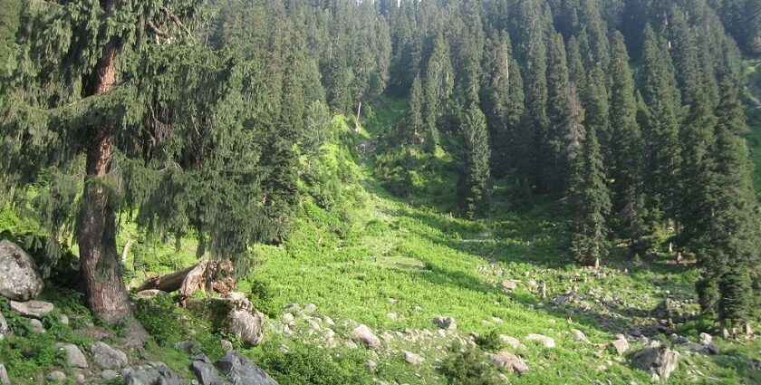 Hirpora Wildlife Sanctuary is filled with lush green forests and scenic meadows