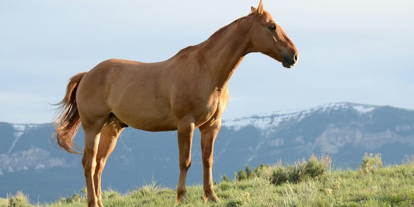 Tourist riding a horse along a scenic trail surrounded by hills and pine trees.