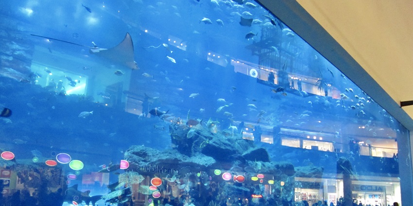 See the colourful fish swimming in the massive tank at Dubai Aquarium & Underwater Zoo.