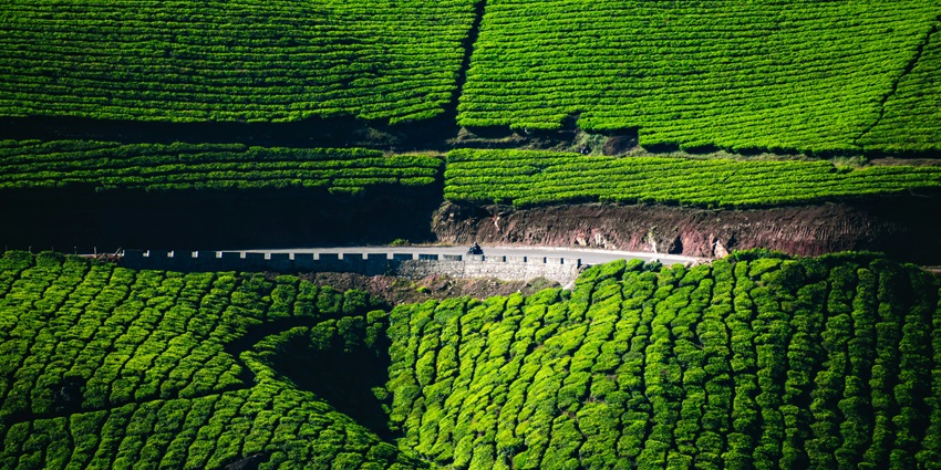 A breathtaking view of lush greenery in Munnar encircling a narrow strip of road.