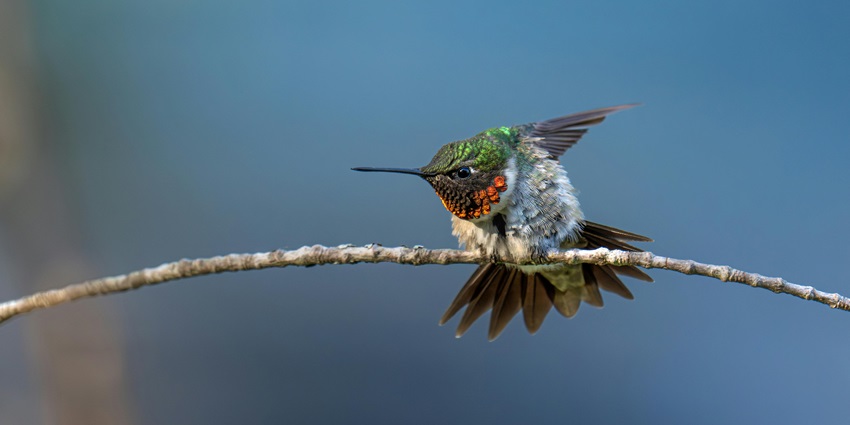 More than 120 species of birds can be discovered in the national park for bird watching.
