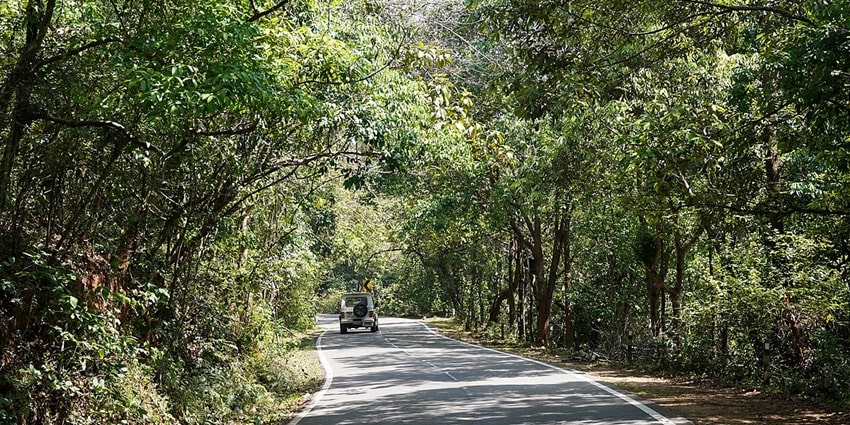 Idukki Forest, Kerala: dense green canopy with diverse wildlife and serene ambiance.