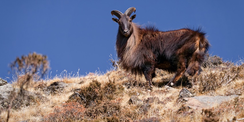An image of the endangered Himalayan Tahr in the wilderness of Inderkilla National Park.