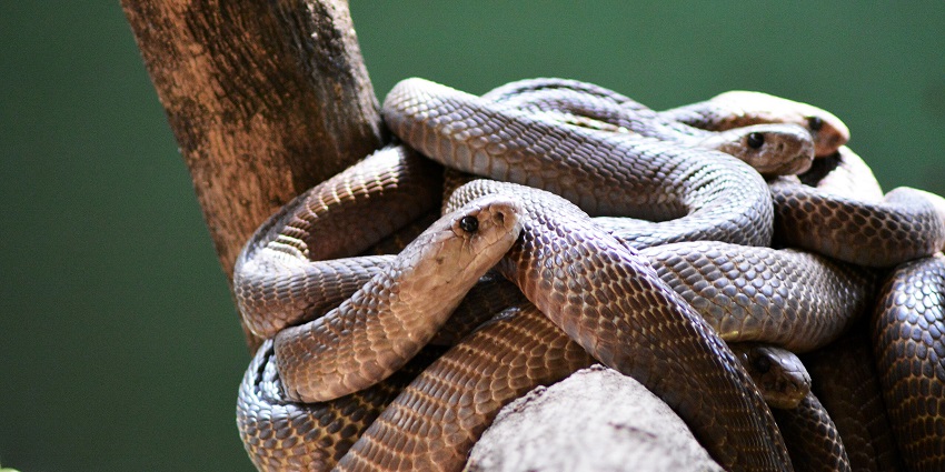 The exotic Indian cobras at Rajiv Gandhi Zoological Park, one of the best zoos in India.