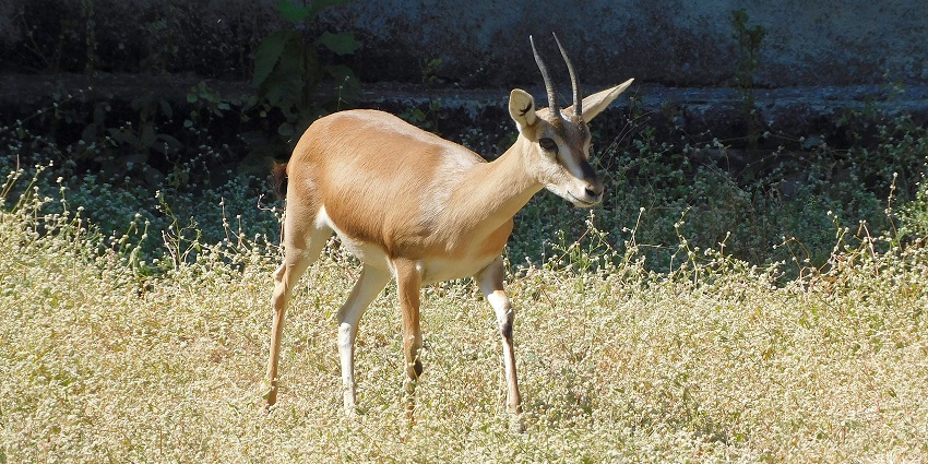 Chinkara or Indian gazelle spotted at the famous Sakkarbaug Zoological Gardens in Junagadh.