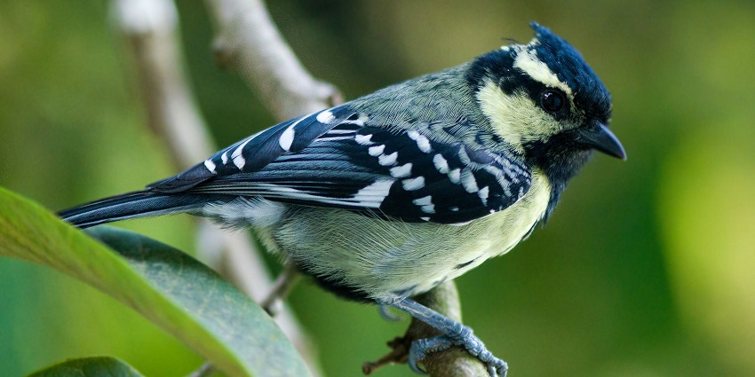 Spot various birds near this waterfall like the Indian black-lored tit and enjoy the chirping sounds