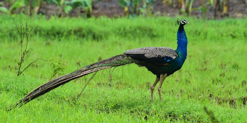 Watch the Indian peafowl in action while on an educational tour at this national park