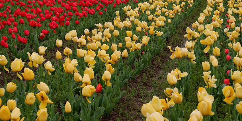Indira Gandhi Memorial Tulip Garden in Srinagar houses Asia’s largest tulip collections