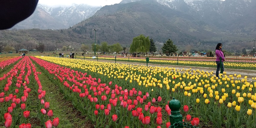 View of tulips in the Indira Gandhi Memorial Tulip Garden flaunting their natural beauty.