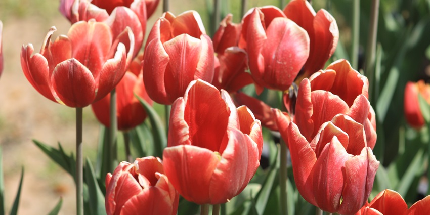 Cheerful Tulips at the Indira Gandhi Tulip Garden, one of the places to visit in Srinagar.