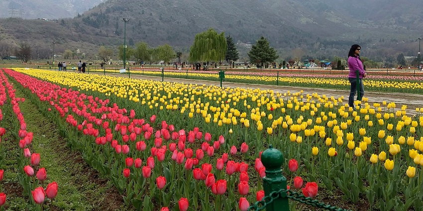 A view of the tulip garden which is one of the best places to visit in Kashmir in May.