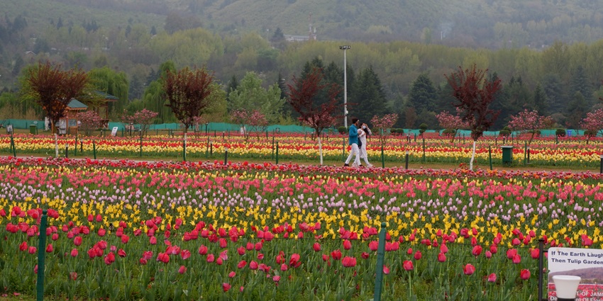 The Indira Gandhi Memorial Tulip Garden with rows of red, white and orange tulips.