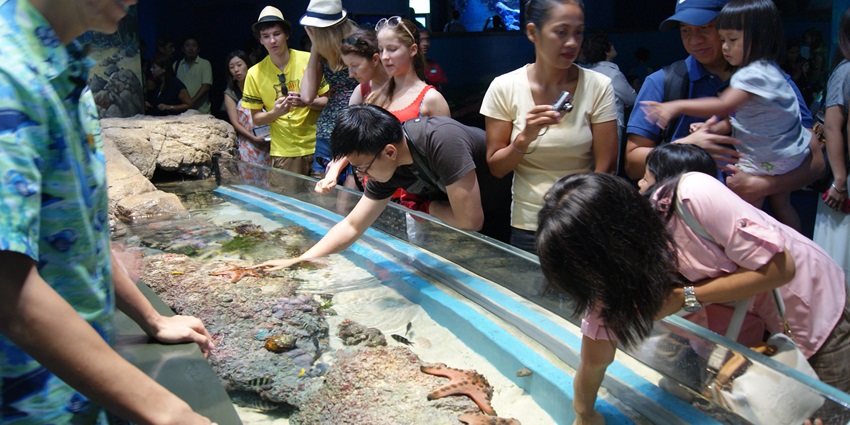 Touching the aquatic creatures in the Interactive Touch Pool for a fascinating experience.