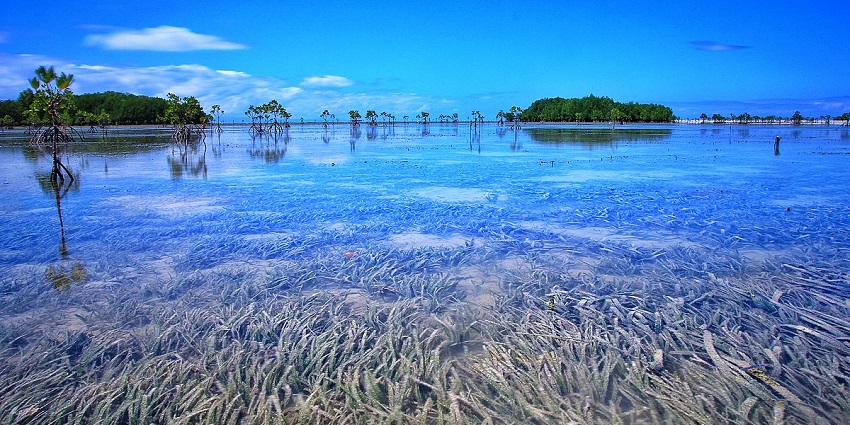 Covered with mangroves, Interview Island Wildlife Sanctuary is a hotspot of Andaman.