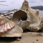 Seashells on Red Skin Island with sand all around, one of the best places to visit.