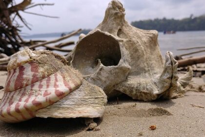 Seashells on Red Skin Island with sand all around, one of the best places to visit.