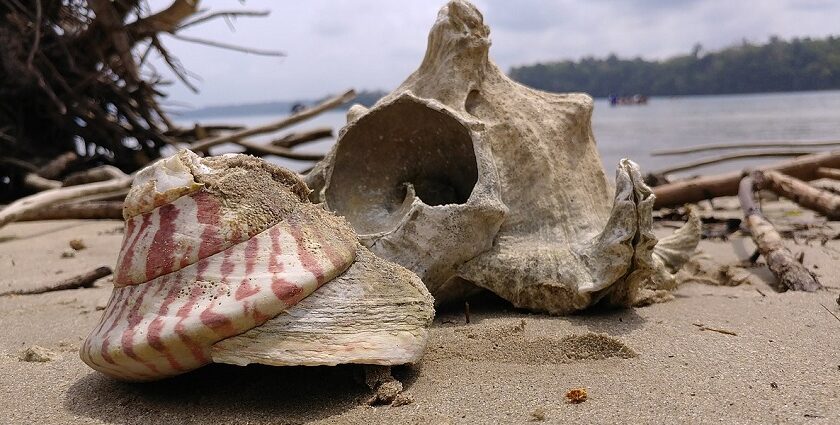 Seashells on Red Skin Island with sand all around, one of the best places to visit.