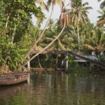 A view of the Kerala backwaters