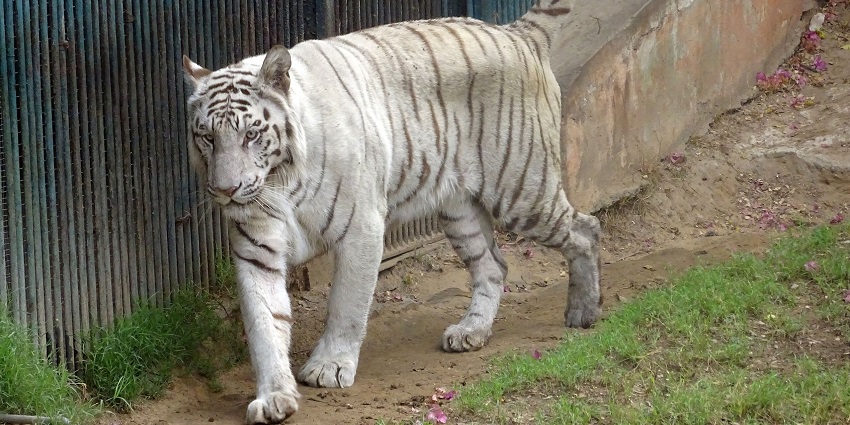 Spotting a white tiger roaming around inside the premises of Jaipur Zoo in India.