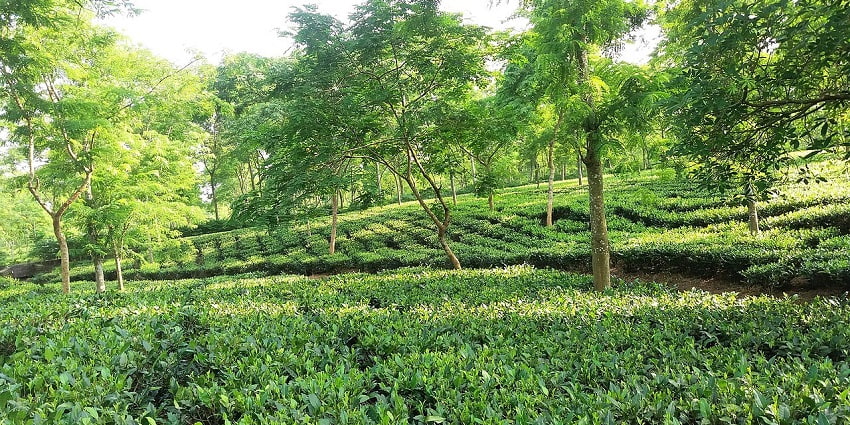 Tea Garden in Jalpaiguri, lush green surroundings - places to visit near Siliguri