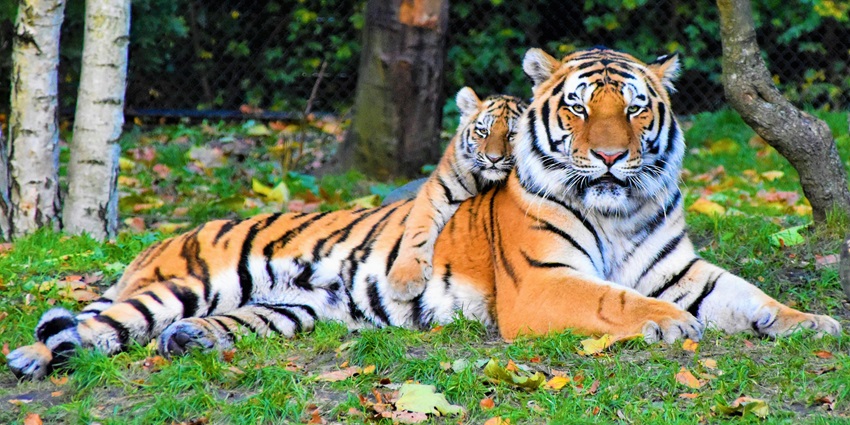 A tiger clicked in a zoo while resting in the shade & enjoying its natural habitat
