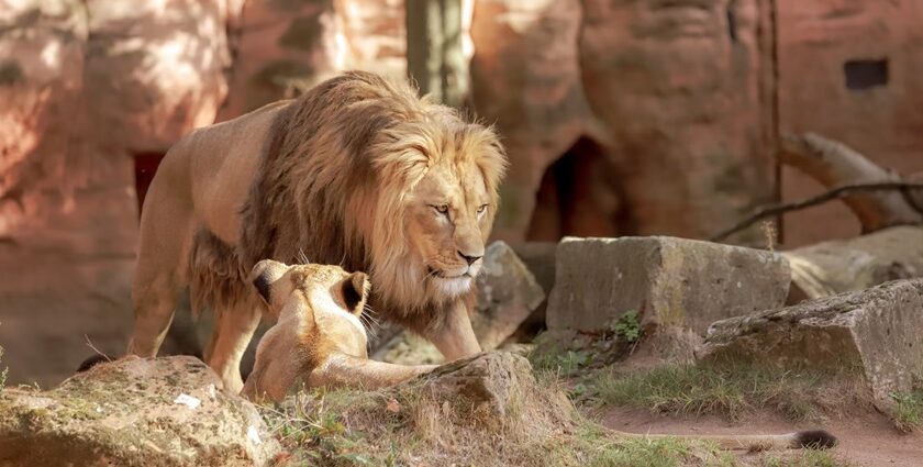 Get a glimpse of wild animals and birds in their natural habitat at Jambu Zoo, Jammu