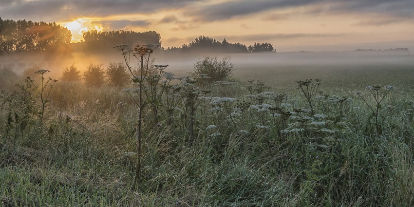 A picture of a scenic forest area of Japan taken during sunrise with orange hues spread across