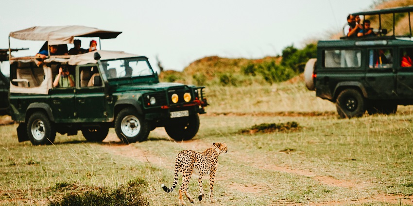 Jeep safaris is one of the best things to do in the oldest national park of India.