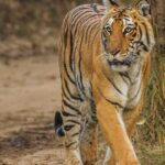 A mesmerising view of a fierce tiger roaming in Jim Corbett National Park around greenery.