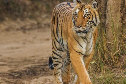 A mesmerising view of a fierce tiger roaming in Jim Corbett National Park around greenery.