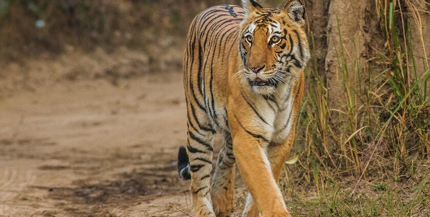 A mesmerising view of a fierce tiger roaming in Jim Corbett National Park around greenery.