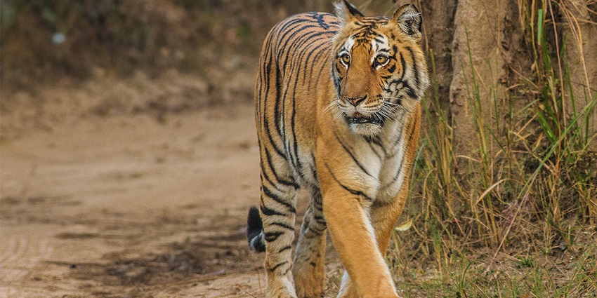 View of a tigress strolling around in the Bijrani zone in Jim Corbett National Park