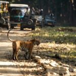 An image of a tiger walking around in the Jim Corbett National Park in Uttarakhand