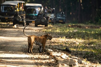 An image of a tiger walking around in the Jim Corbett National Park in Uttarakhand