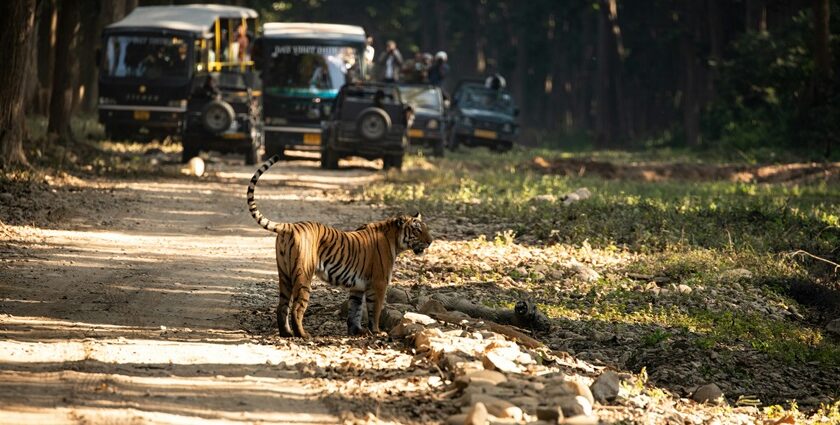 An image of a tiger walking around in the Jim Corbett National Park in Uttarakhand