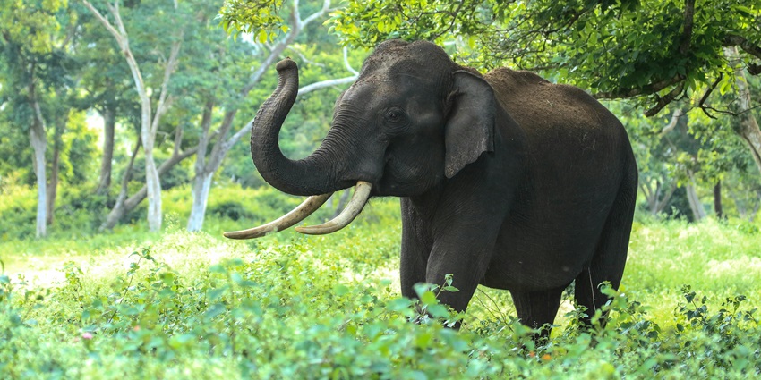 A variety of species, including barking goral, deer, elephant, Himalayan black marten, jackals, and Himalayan serow, are encountered.