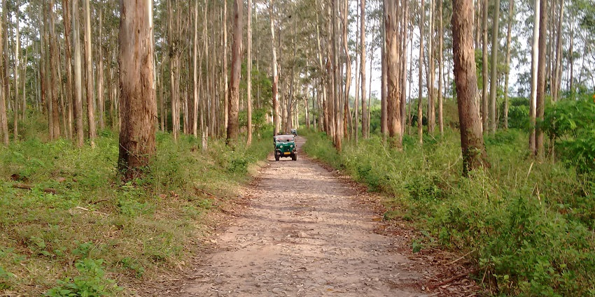 Hopping on a jungle safari in Chinnar Wildlife Sanctuary is one of the best things to do.