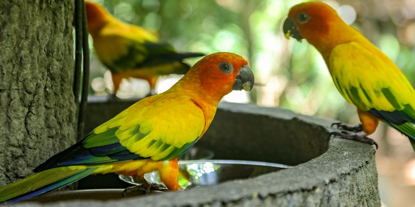 Jurong Bird Park is one of the best places to visit in Singapore in May for travellers.
