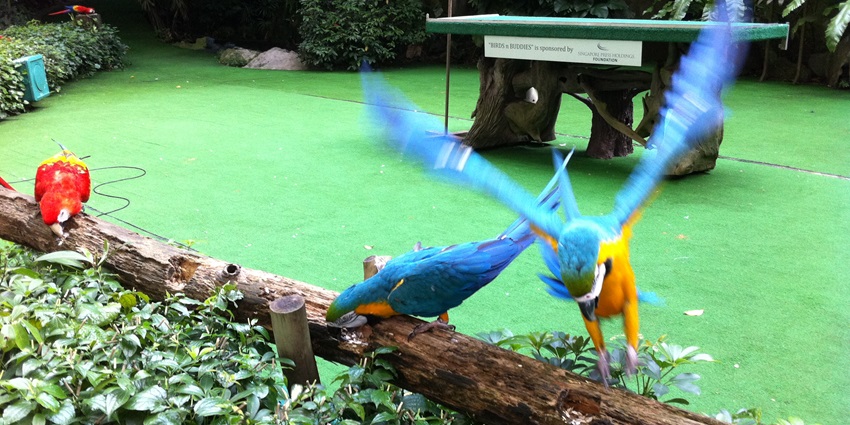 Jurong Bird Park is one of the most astonishing places to visit in Singapore with family.