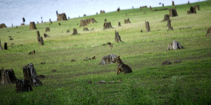 A jackal resting on the Kabini backwaters in Karnataka, views you can enjoy on your jungle safari