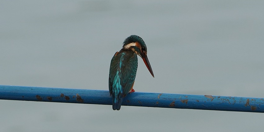 Go bird watching at the Kadalundi Bird Sanctuary, Kerala to spot avian species