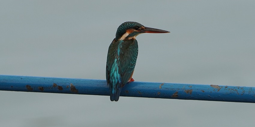 A fascinating view of a bluebird sitting in Kadalundi Bird Sanctuary in Malappuram.