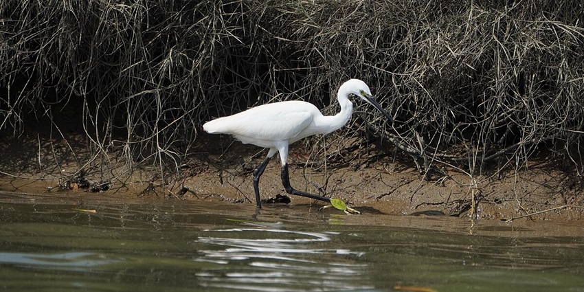 A view of a white tall bird at Kadalundi Bird Sanctuary, a must-visit place in Kozhikode.