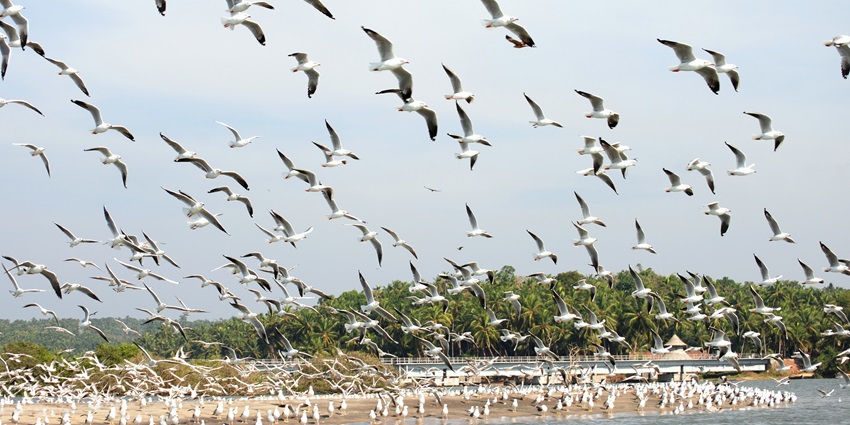 Flock of migratory birds flying over mangrove islands at Kadalundi Bird Sanctuary.
