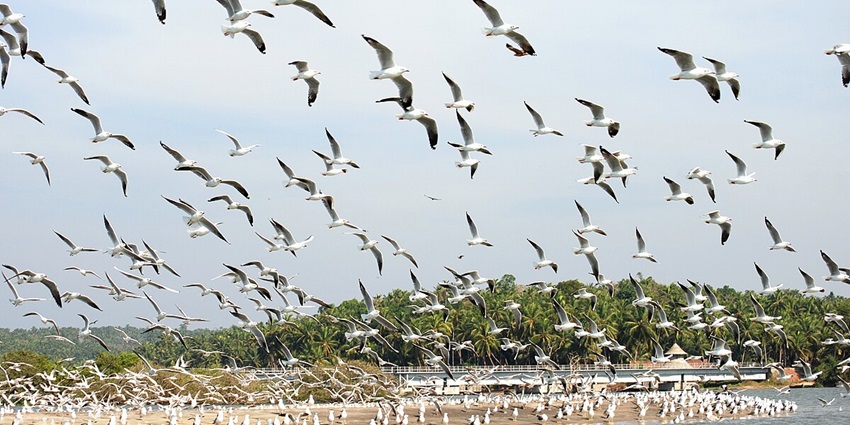 A flock of birds at the Kadalundi Bird Sanctuary is a sight to explore near the Malappuram Beach