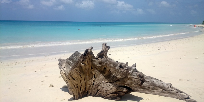 Tree in front of the sea on Kalapathar Beach which is one of the best places in Havelock.