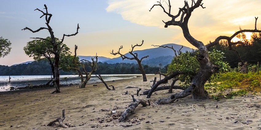 Kalipur Beach, near Karmatang Beach, is the most popular turtle nesting spot in Aandaman.